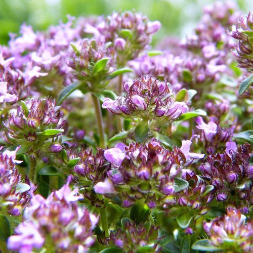 How To Grow Creeping Thyme Magic Carpet From Seeds