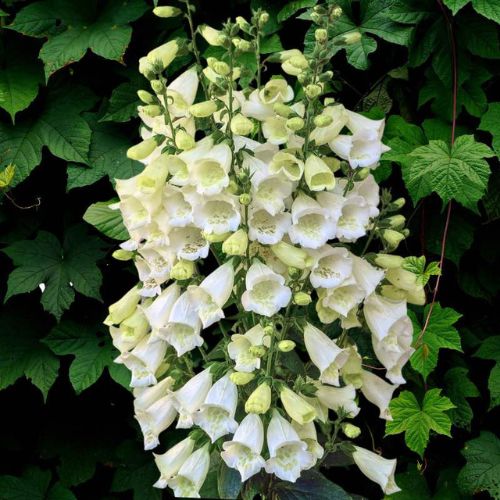 How To Grow Foxglove From Seeds