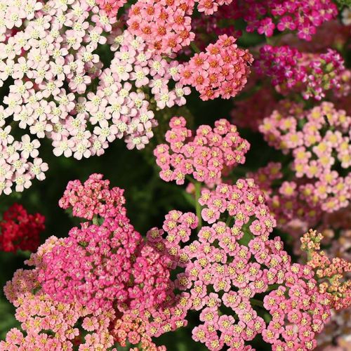 How To Grow Yarrow From Seeds
