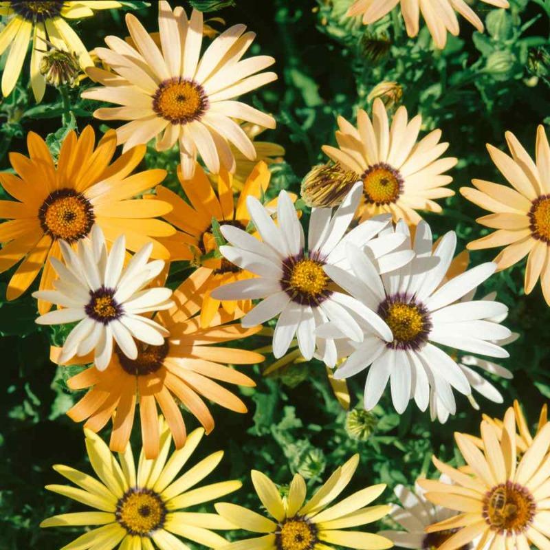 How To Grow African Daisy From Seed