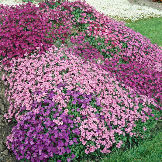 How To Grow Rock Cress From Seed