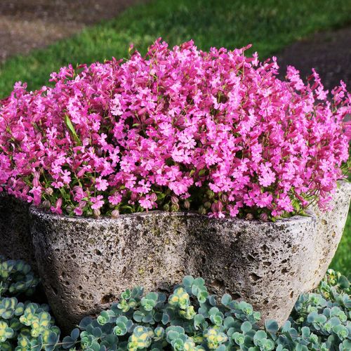 How To Grow Catchfly From Seeds
