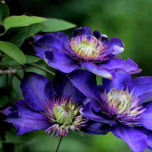 How To Grow Clematis From Seeds