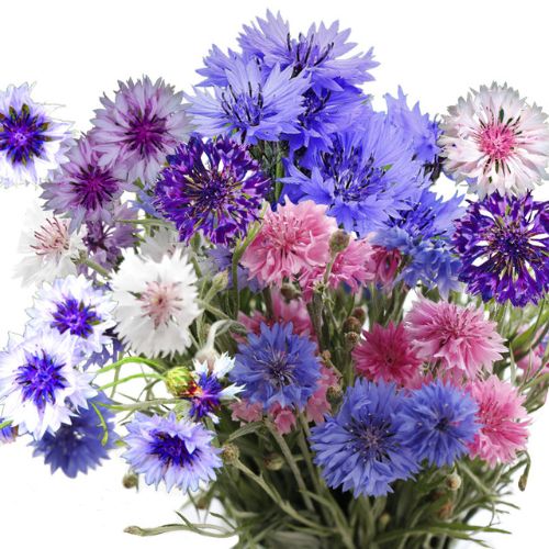 How To Grow Cornflower From Seeds