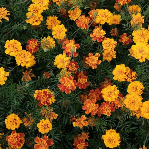 How To Grow French Marigold From Seeds