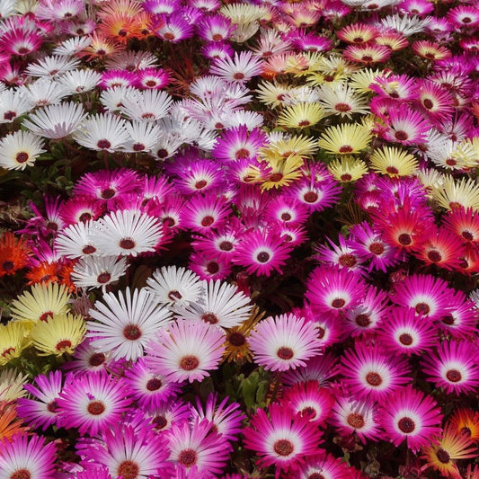 How To Grow Ice Plant From Seeds