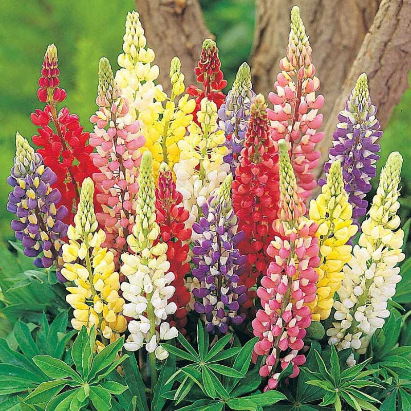 How To Grow Lupines From Seeds