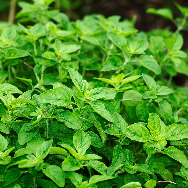 How To Grow Oregano From Seeds