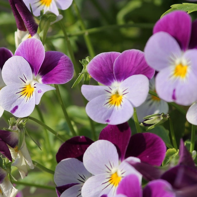 What Are Annual Plants And Flowers - Know The Difference