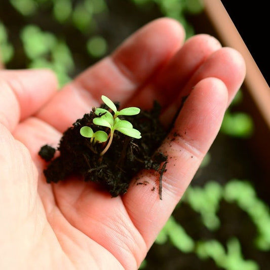 How To Germinate Seeds Under A Grow Light