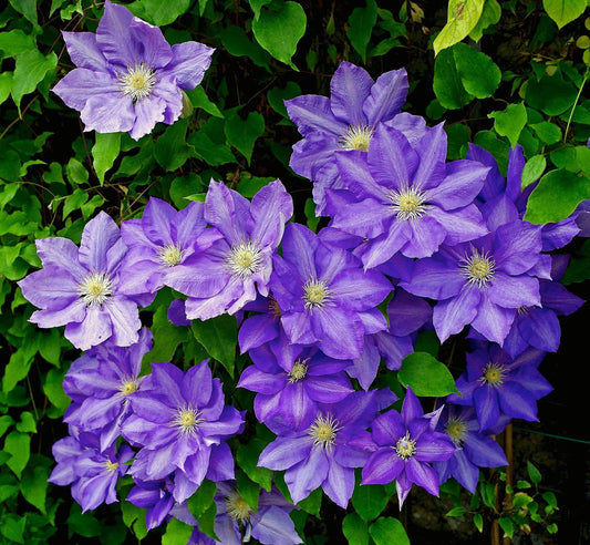 How To Grow Clematis From Seeds