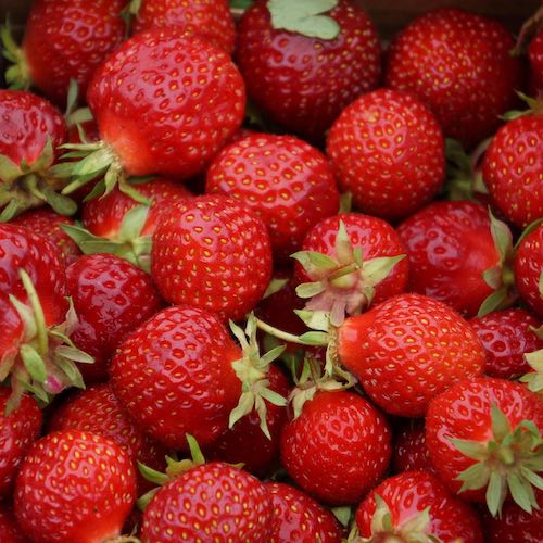 How To Grow Strawberry From Seeds