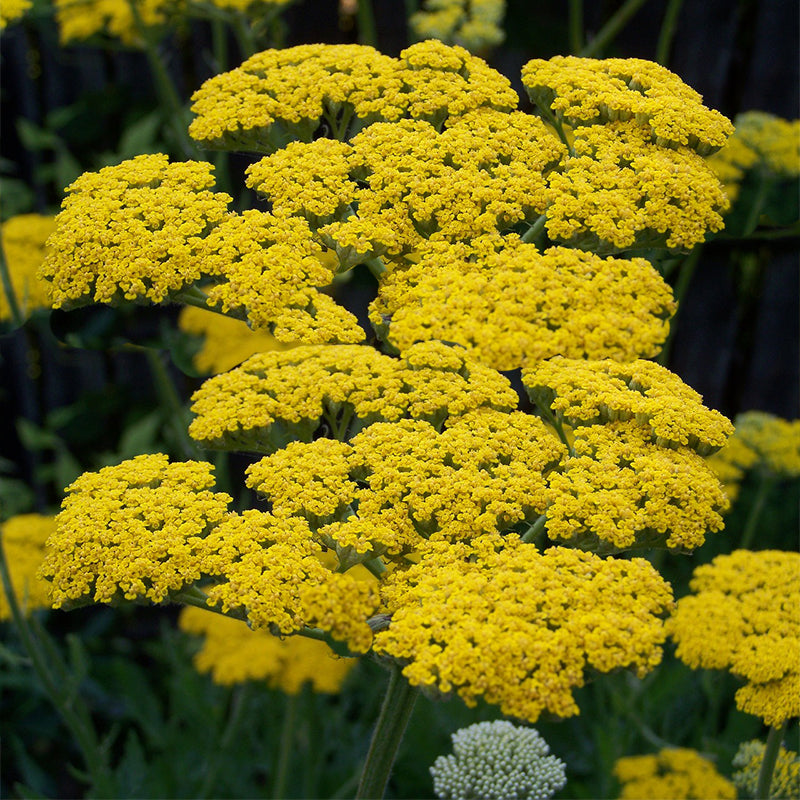 Achillea Filipendulina - Gardening Plants And Flowers