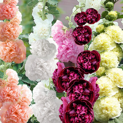 Hollyhock Seeds - Alcea Chaters Double
