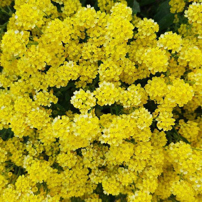 Alyssum Mountain Gold  Seeds Packet - Yellow Perennial Flower