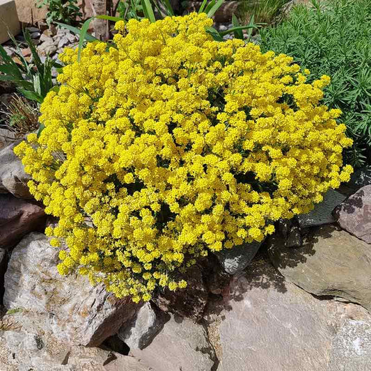 Alyssum Seeds - Montanum Mountain Gold - Packet - Yellow Flower Perennial