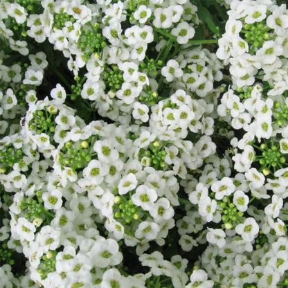 white alyssum - Gardening Plants And Flowers