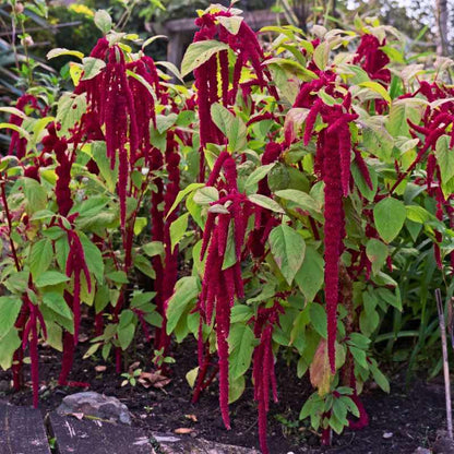 Red feather amaranth plants with green leaves in a garden setting