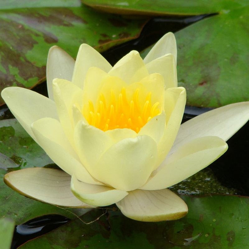 american yellow lotus flower with a yellow center on a dark green leaf background