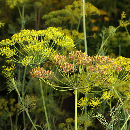 anethum - Gardening Plants And Flowers