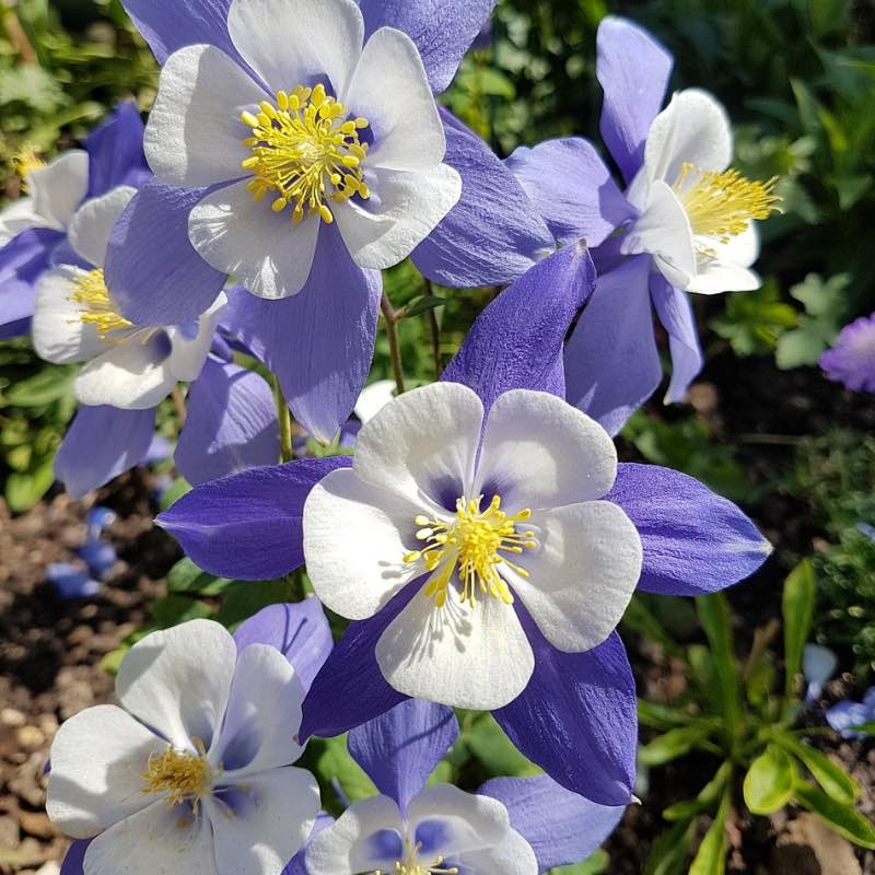Close-up of blue and white Aquilegia Caerulea flowers with yellow centers in a garden setting.