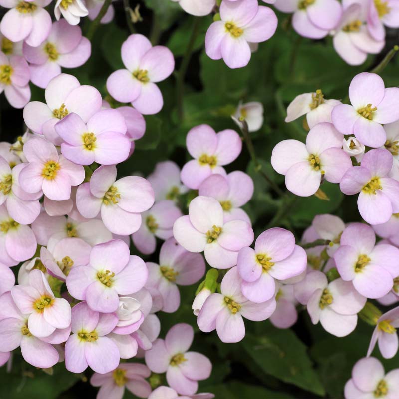 Close-up of Arabis Alpina Rosea flowers with green leaves