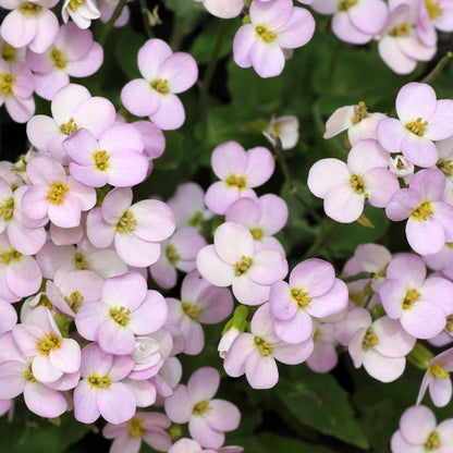 Close-up of Arabis Alpina Rosea flowers with green leaves