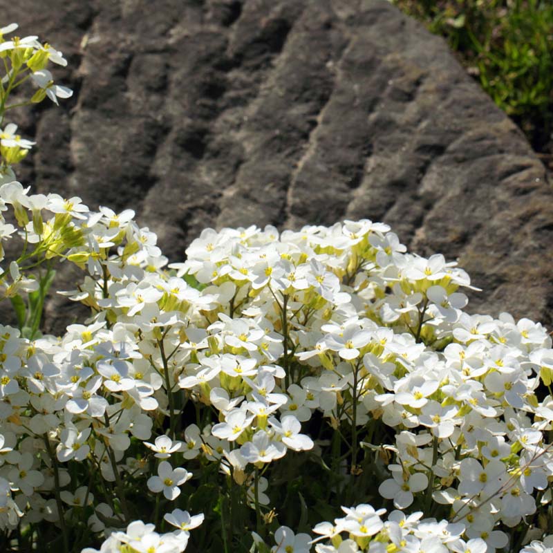White flowers with a stone wall in the background
