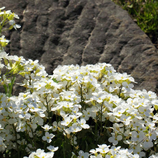 White flowers with a stone wall in the background
