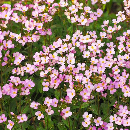 Close-up of arabis pink and white flowers with green leaves