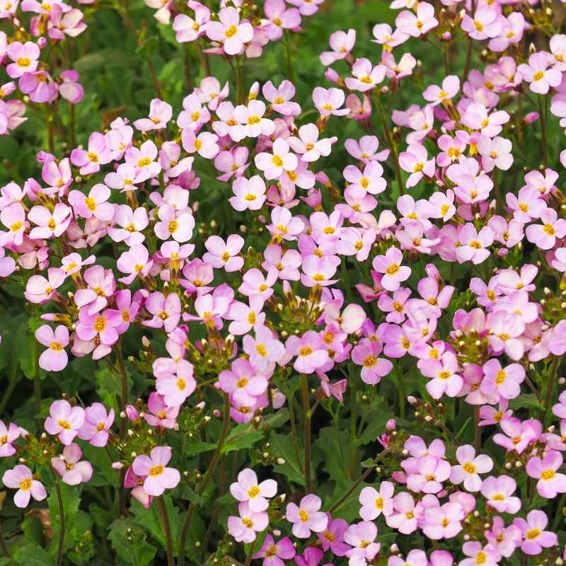 Arabis Spring Charm Seeds - Arabis Blepharophylla Rose Delight - Pink Ground Cover Plants
