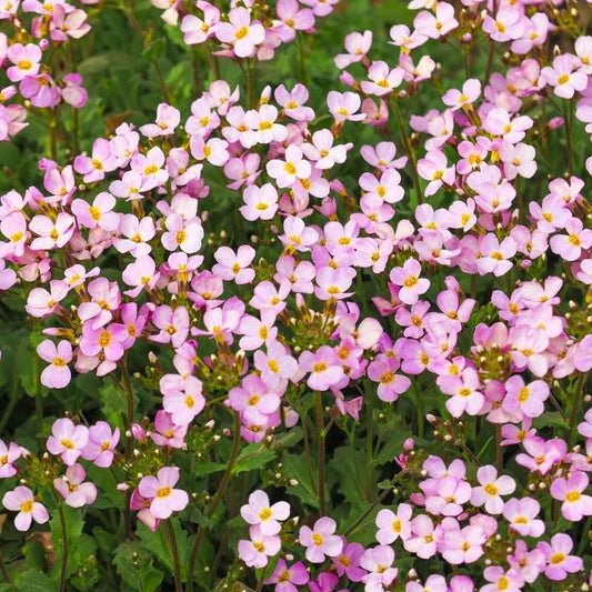 Arabis Spring Charm Seeds - Arabis Blepharophylla Rose Delight - Pink Ground Cover Plants