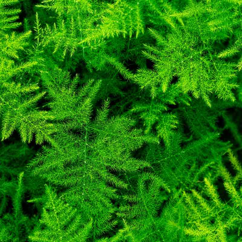 Close-up of green Asparagus Plumosus fern leaves