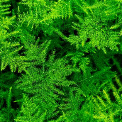 Close-up of green Asparagus Plumosus fern leaves