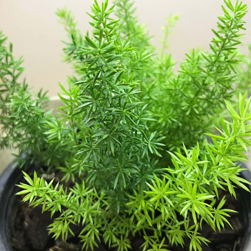 Potted Asparagus Sprengieri with green needle-like leaves on a neutral background