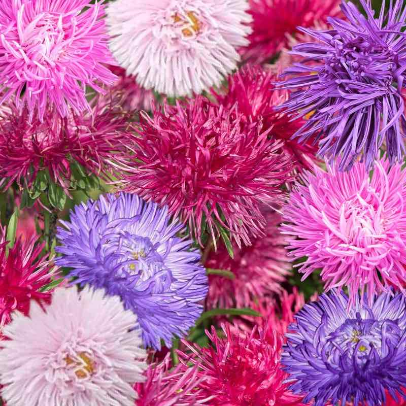 Aster Crego Mix Seeds - Callistephus Chinensis Sea Star