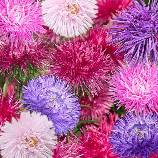 Aster Crego Mix Seeds - Callistephus Chinensis Sea Star