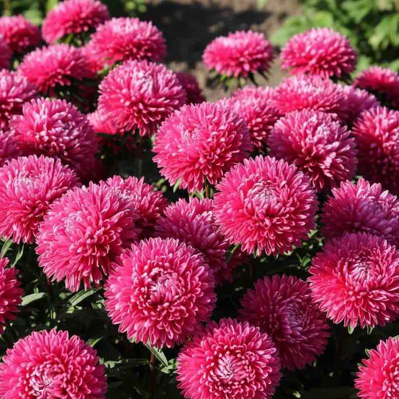 Close-up of Aster Gremlin Dark Rose flowers with a blurred natural background