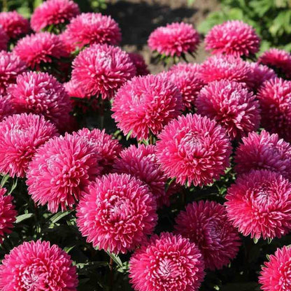 Close-up of Aster Gremlin Dark Rose flowers with a blurred natural background