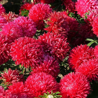 Close-up of vibrant Aster Gremlin Red  flowers with green leaves.