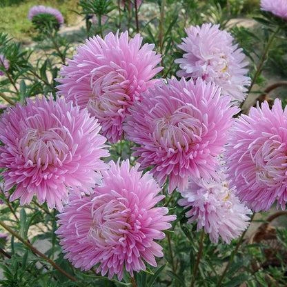 Pink Aster Seeds - Coral Rose Callistephus Tall Paeony Duchess
