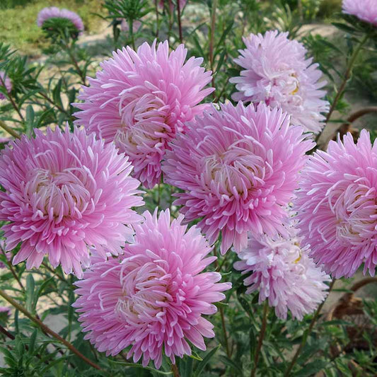 Pink Aster Seeds - Coral Rose Callistephus Tall Paeony Duchess