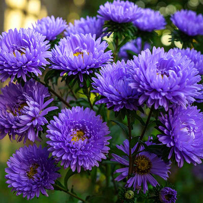 Close-up of purple Asters Lavender flowers with a blurred green background
