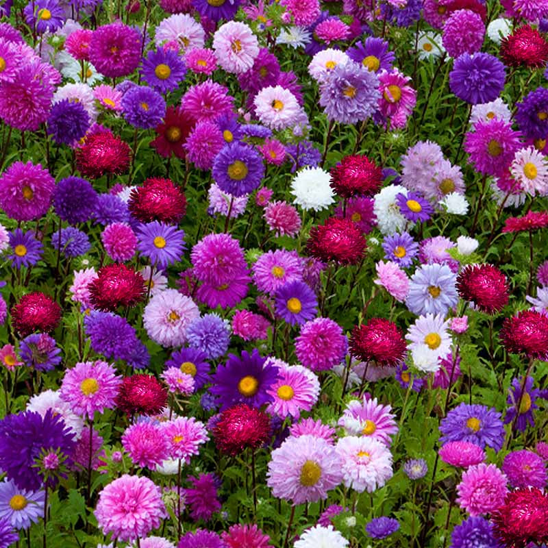 Aster Seeds - Callistephus Chinensis - Multi-color Flower For Container And Garden