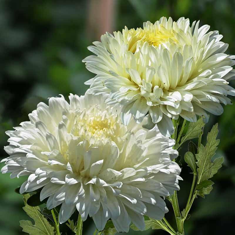 Aster Seeds - Callistephus Chinensis - Multi-color Flower For Container And Garden