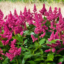 Load image into Gallery viewer, astilbe pumila - Gardening Plants and Flowers