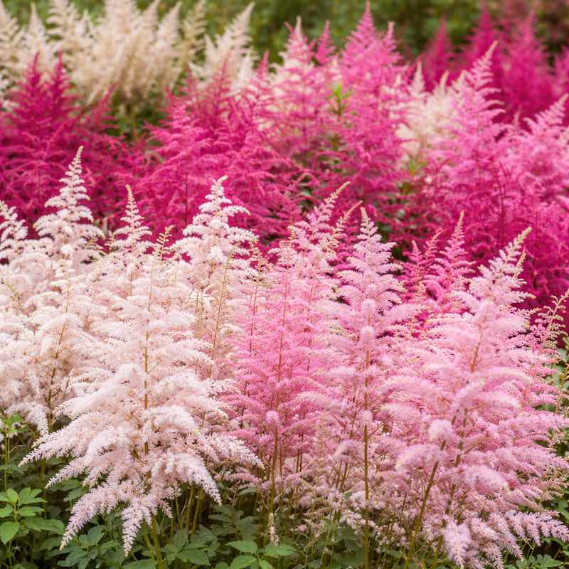 Colorful astilbe flowers in pink, white, and purple.