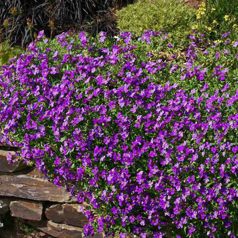 aubrieta purple - Gardening Plants And Flowers