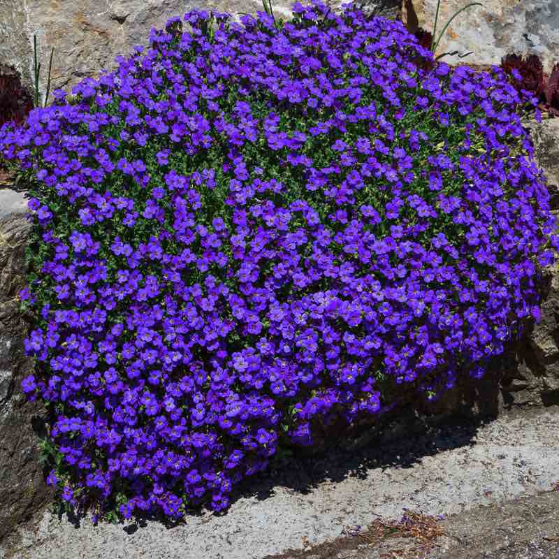 aubrieta cascading blue - Gardening Plants And Flowers