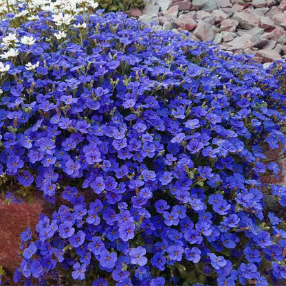 Bouquet of blue aubrieta flowers with a blurred background
